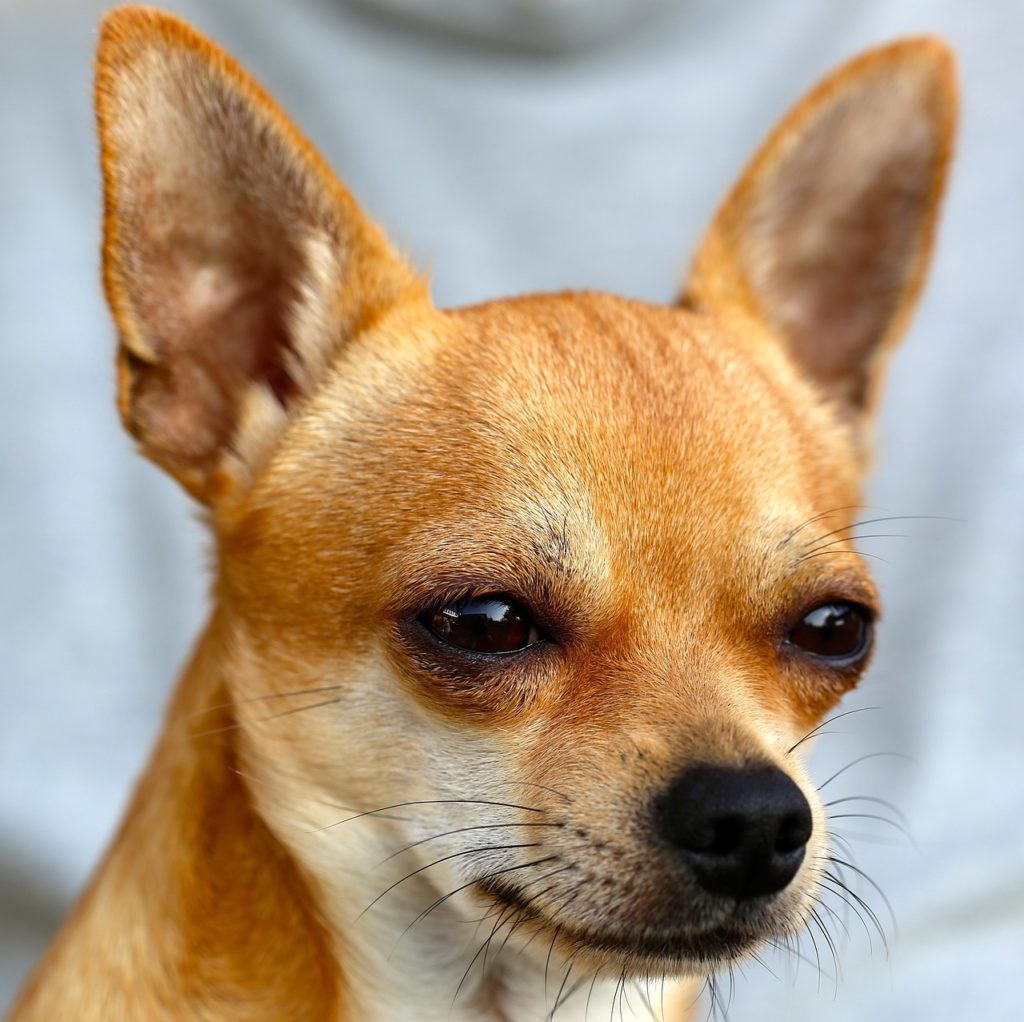 chihuahua, dog, pet-453063.jpg